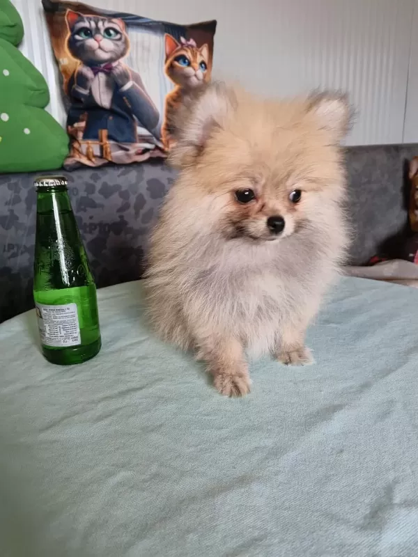 Boy İrk Kg Garantili Anne Baba Yanından Pomeranian