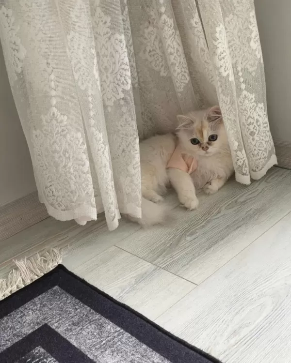 Yavru Kedimiz Peri Luna