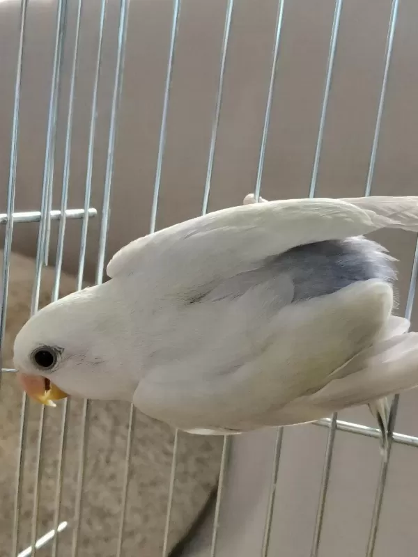 2 Aylık Yavru Sevda Papağanı
