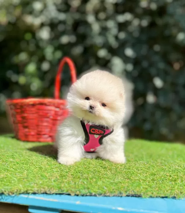 Safkan Pomeranian Boo Yavrularımız