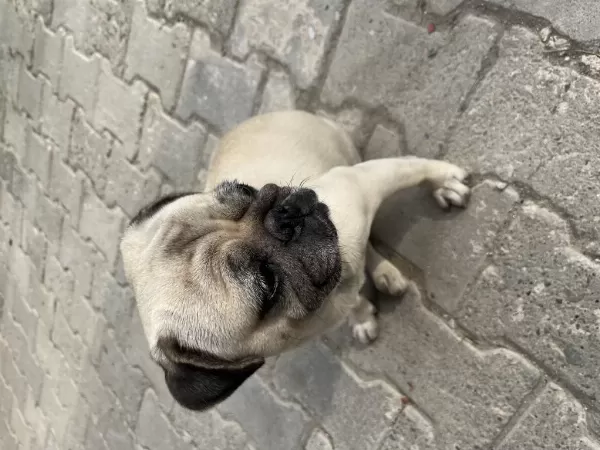 Sevimli Pug Köpeğimiz