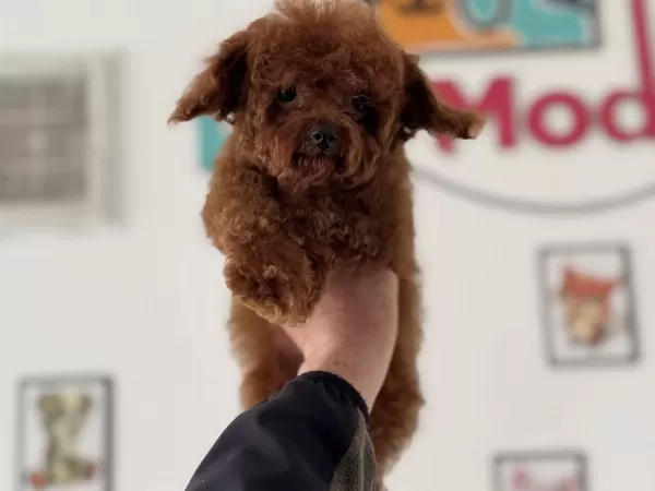 Petmode Köpek Çiftliğinden Tea Cup Kore Poodle