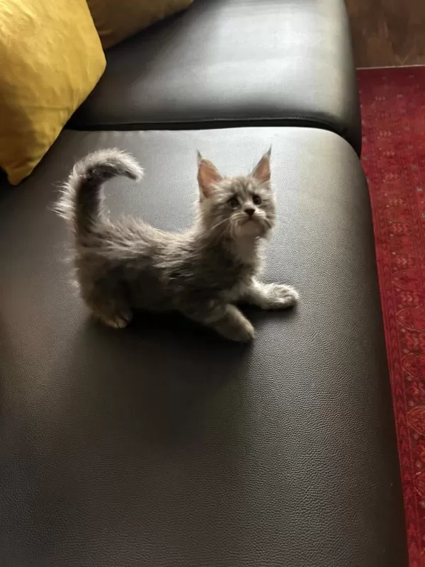 Ankarada Sçr Belgeli Maine Coon Yavrularımız