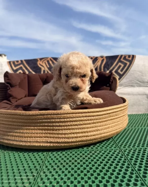 Süper Teacup Maltipoo Kore