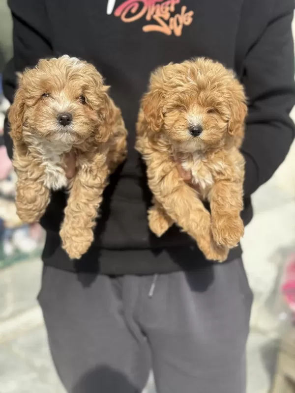 Ankarada Ziyarete Açık Maltipoo Yavrularımız