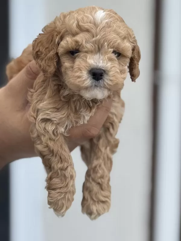 Çok Özel Tea Cup Kore Maltipoo Yavrularımız
