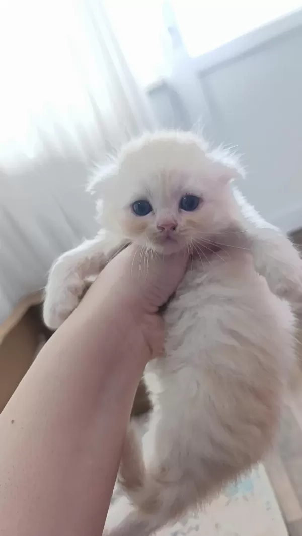 Sarı Orjinal Scottish Fold