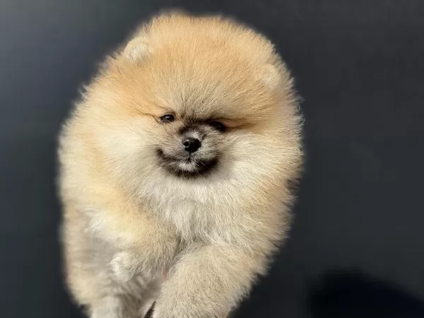 Ankaranın En Kaliteli Teddy Face Pomeranian Yavruları