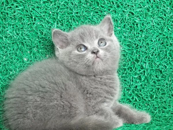 Yuvarlak Kafa Gri British Shorthair