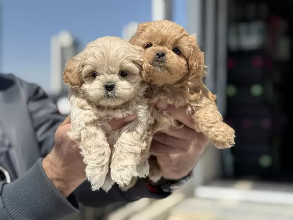 Petmode Köpek Çiftliğinde Ziyarete Açık Maltipoo