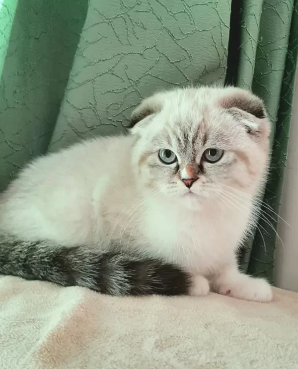 En Güzel Yavru Scottish Fold
