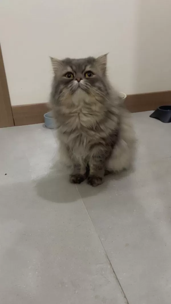 Persian Cinsi Oğlumuz Acil Yuva Arıyor