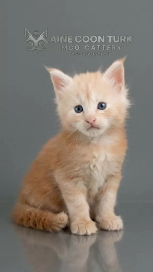 Maine Coon Türk - Mco Cattery