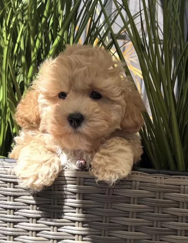 Tombik Maltipoo Bebeklerimiz
