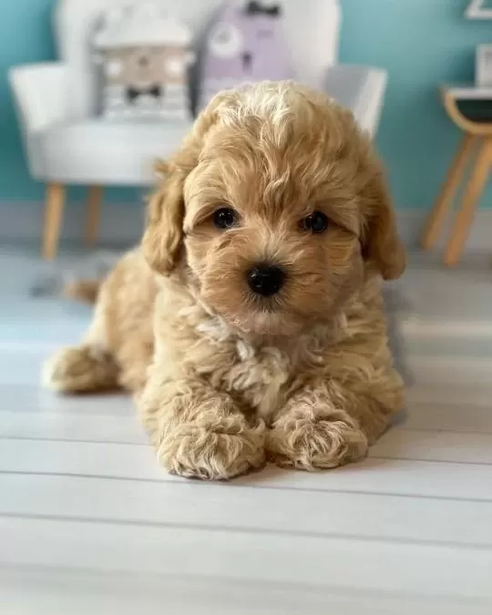 Dünya Tatlısı Maltipoo Yavruları