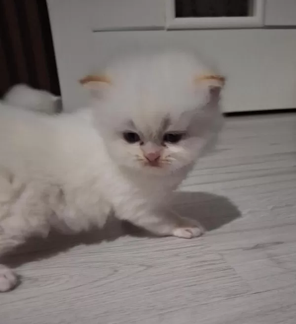 2 Aylık Sarı İran Kedisi