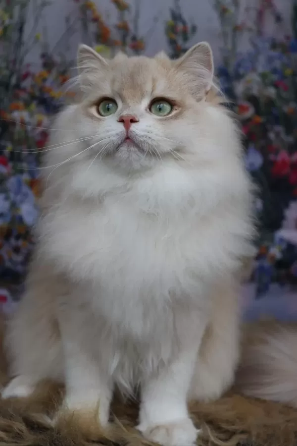 British Longhair Erkek