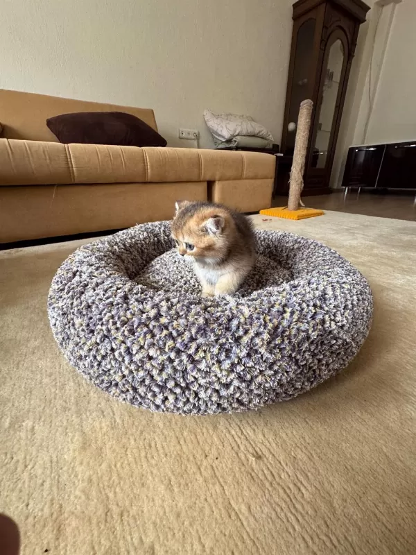 Golden Scottish Fold Dişi Yavrumuz Yeni Yuvasını Arıyor
