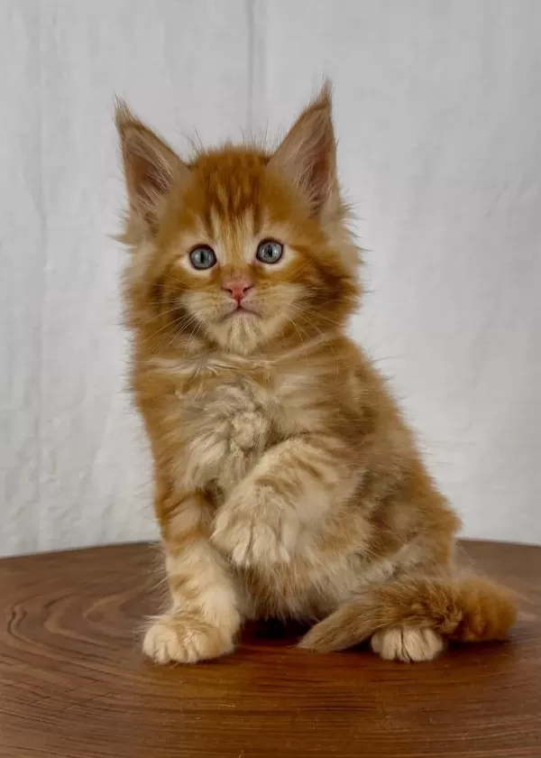 Maine Coon Erkek Üst Kaliteli Wcf