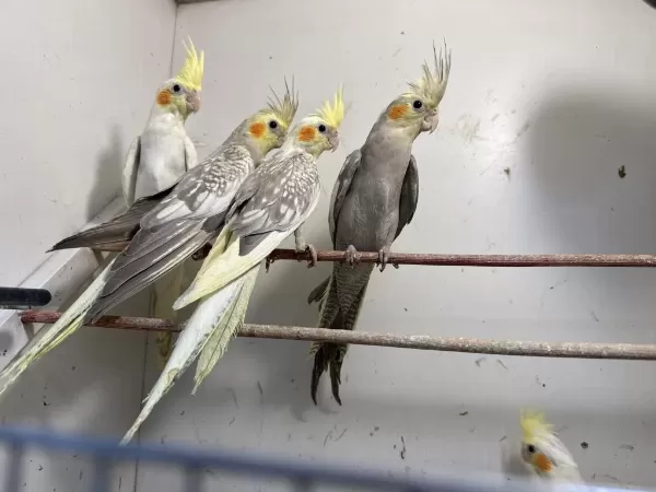 Ele Kola Aliştirmalik Sultan Papağani