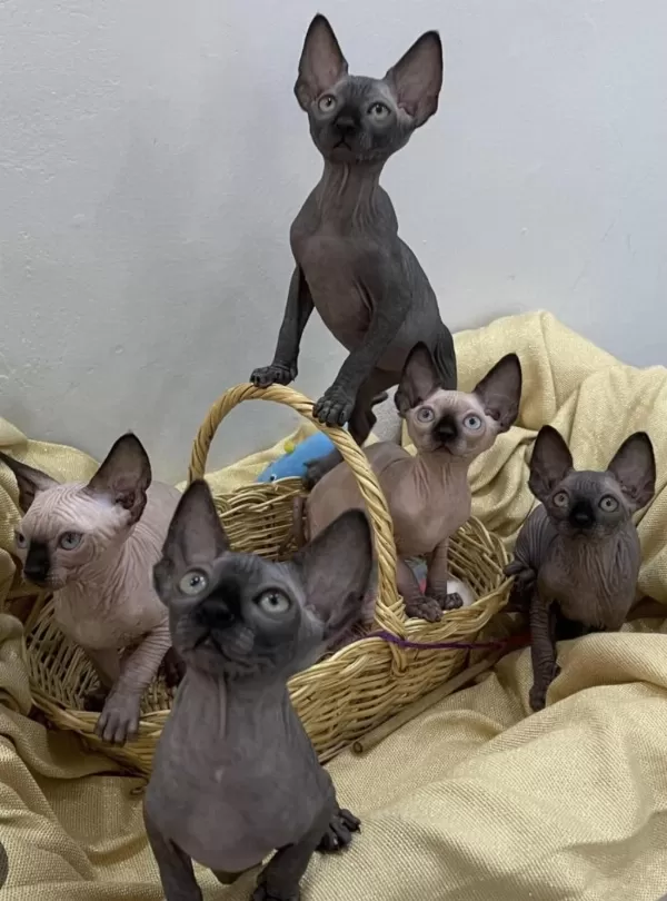 Kanada Sphynx Yavrular