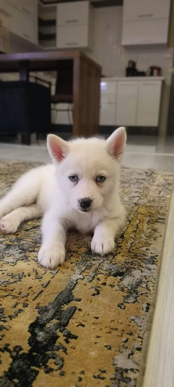 Safkan Sibirya Kurdu Yavruları