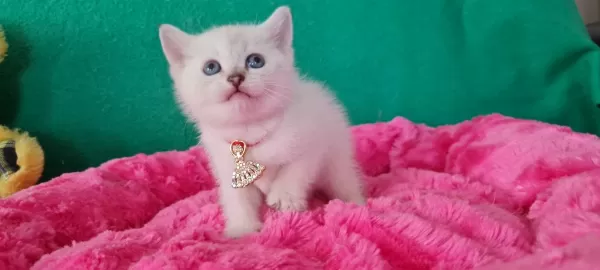 Bluepoint British Shorthair Dişi Yavrumuz Gitmeye Hazır