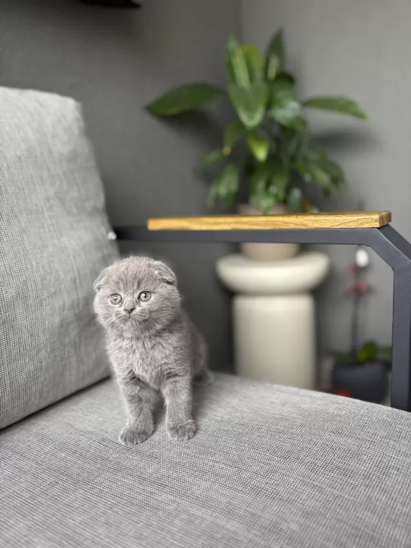 Scottish Fold Gri Yavrularim