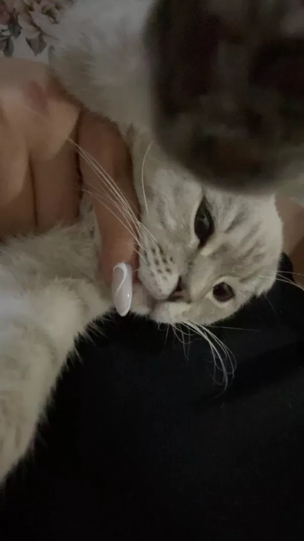 Scottish Fold Oğlum Paşayı Sahiplendiriyorum