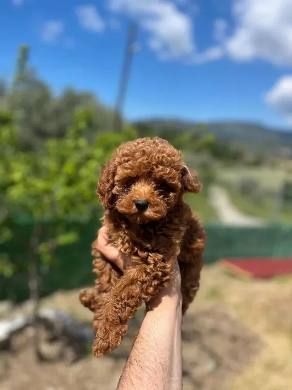Toy Poodle Bebek Köpeği