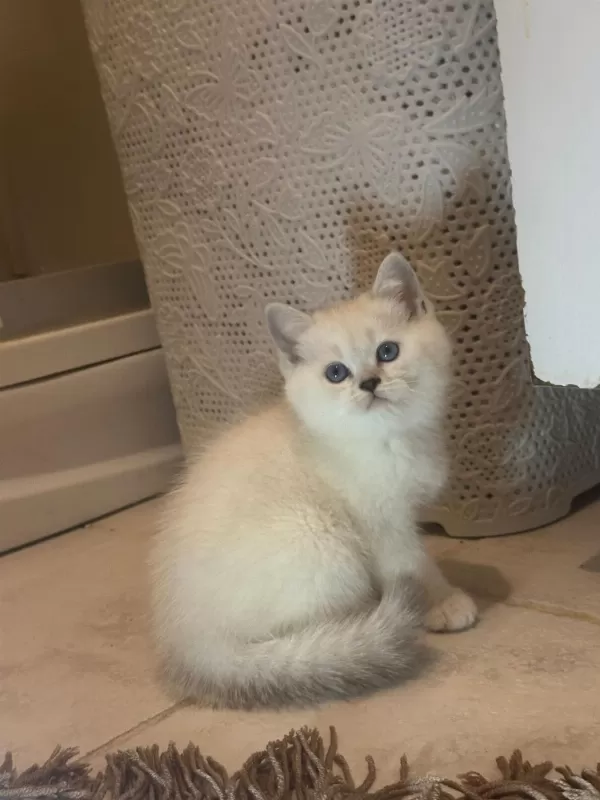 A+ Kalite British Shorthair Bebeğimiz