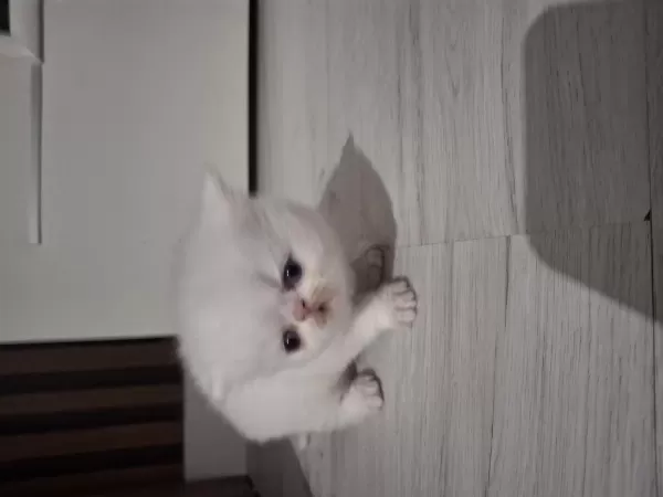 Dünya Tatlısı İran Kedisi Yavruları