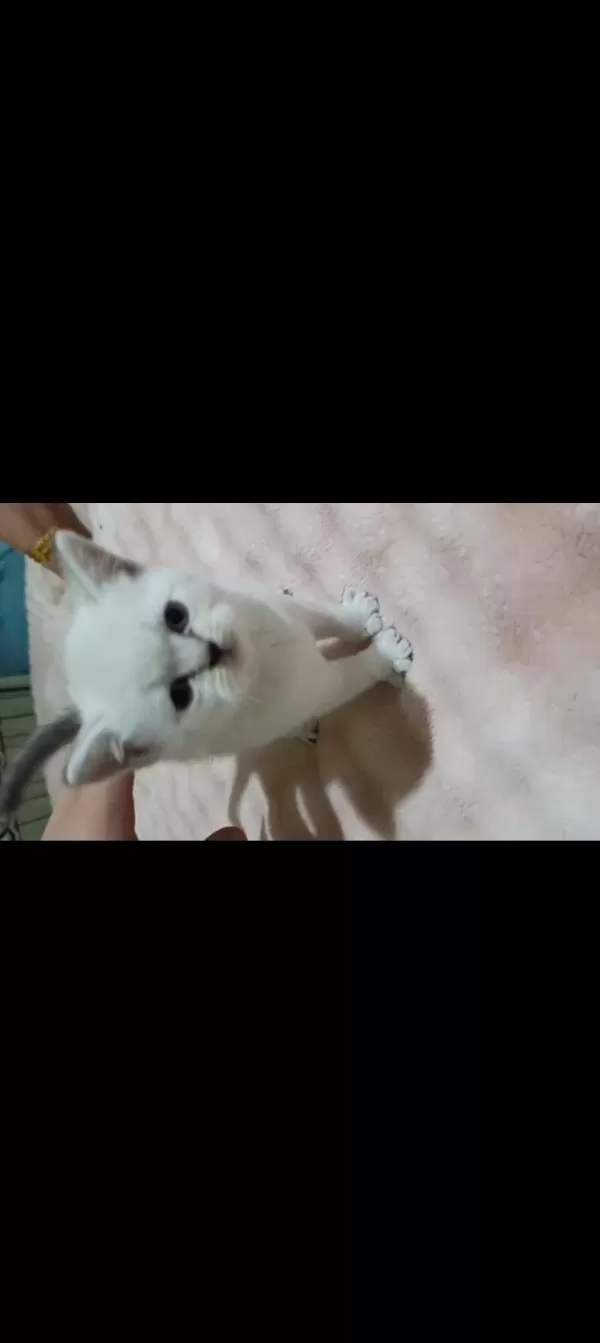 2 Aylık Kediler Yeni Yuvalarını Arıyorlar
