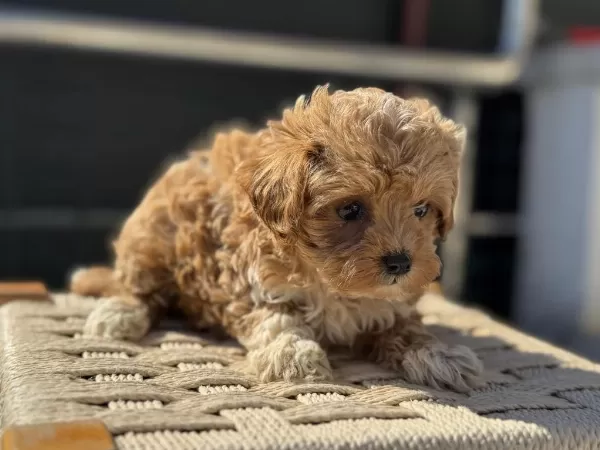 Show Kalite Tea Cup Kore Maltipoo Ziyarete Açık