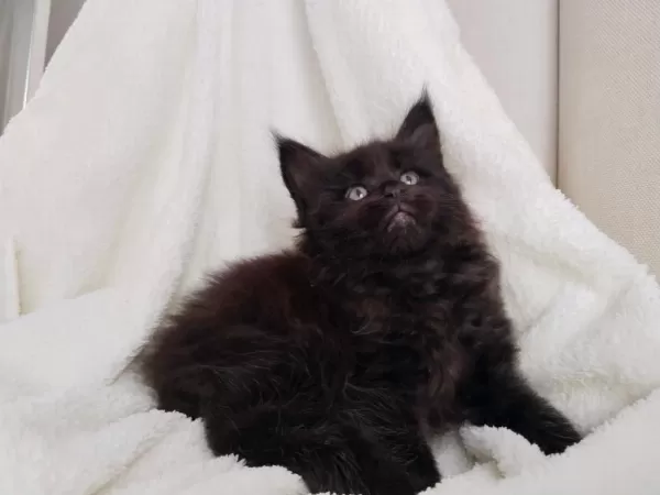Xxxl Maine Coon Üst Kaliteli Dişi