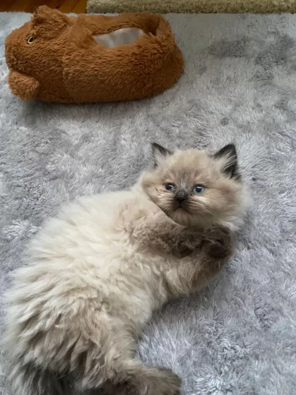 British Longhair Erkek