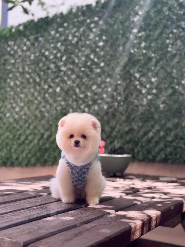 Sağlik Ve İrk Garantili Pomeranian Bebek