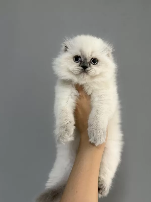 Show Class Yakışıklı Scottish Fold