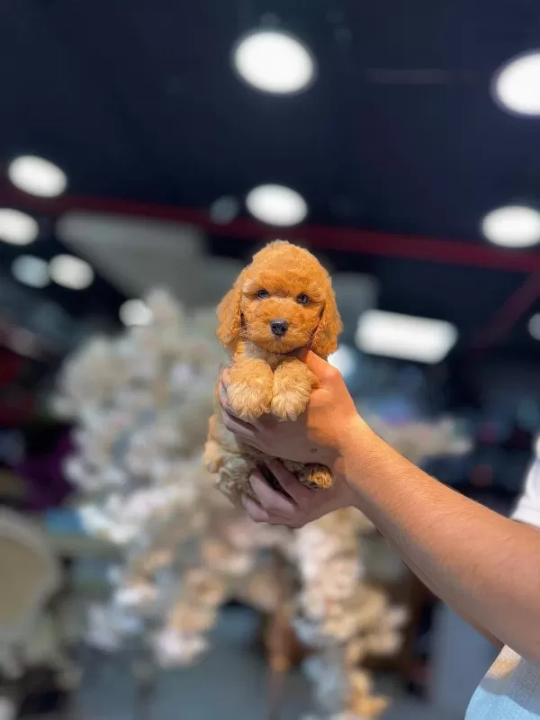 Ankaranın Tek Pet Danışmanlığı