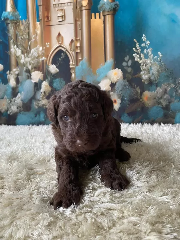 Çikolata Poodle Türünün En İyisi