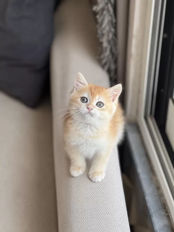 Hemen Teslim Golden British Shorthair Yavrum