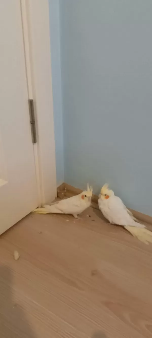 Pvc Kafes Ve Malzemeler İle Birlikte Sultan Papağanı