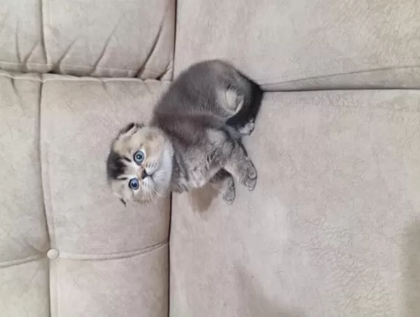 Scottish Fold Erkeğimiz