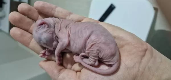 Minicik Sphynx Yavruları