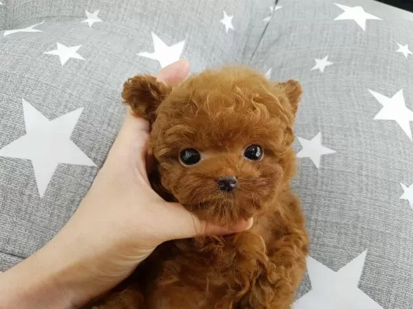 Herkes Alabilsin Uygun Bütçeli Toy Poodle Bebeklerim