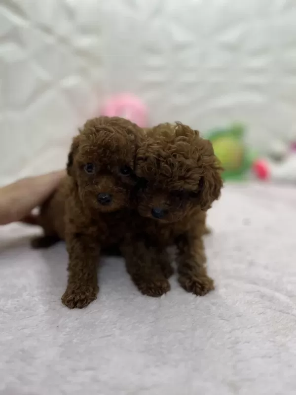 2.5 Aylık Toy Poodle Bebekler