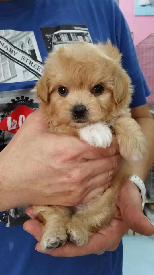 Sağlıklı Maltipoo Yavrularımız