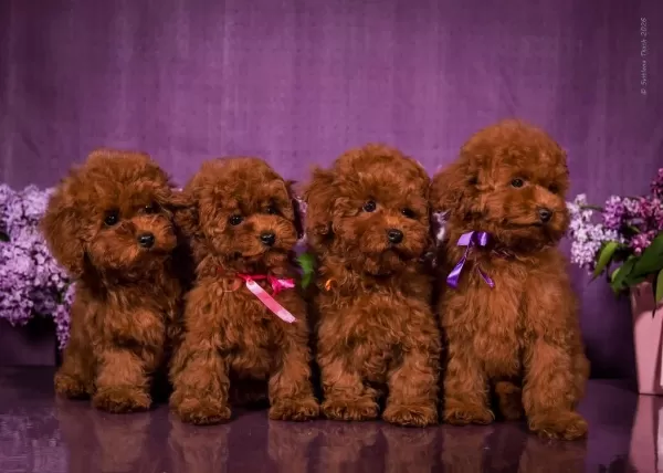Kore Toy Poodle Yavruları