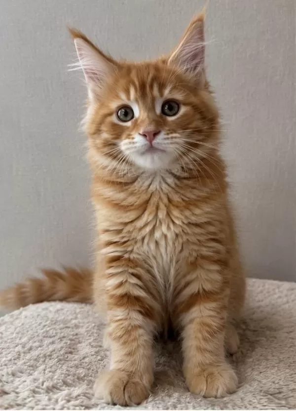Maine Coon Üst Kaliteli Erkek