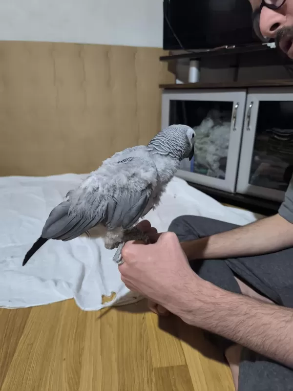 Evcil Jako Papağanımız